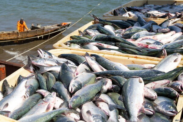صادرات غذاهای دریایی طی 7 ماه 60 درصد افزایش یافت و به 172 میلیون دلار رسید