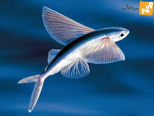 صید عجیب "ماهی سر پرنده" توسط صیادان!! باور نکردنی است!