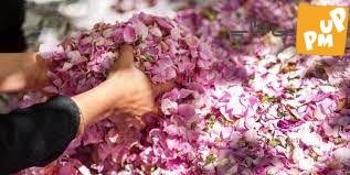 اولین جشنواره گل و رز در دریاچه چیتگر برگزار می شود