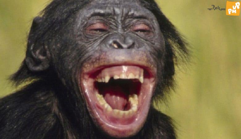 میمون از شعبده ناشیانه مرد از خنده روده بر شد.