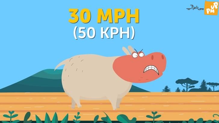 لیست کندترین و سریع ترین حیوانات روی زمین شما را شگفت زده خواهد کرد + عکس