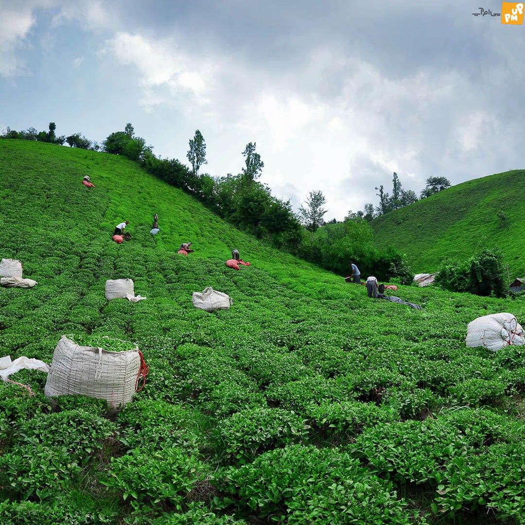 خرید تضمینی بیش از چند تن گندم و چای توسط تعاونی روستایی گیلان از کشاورزان!