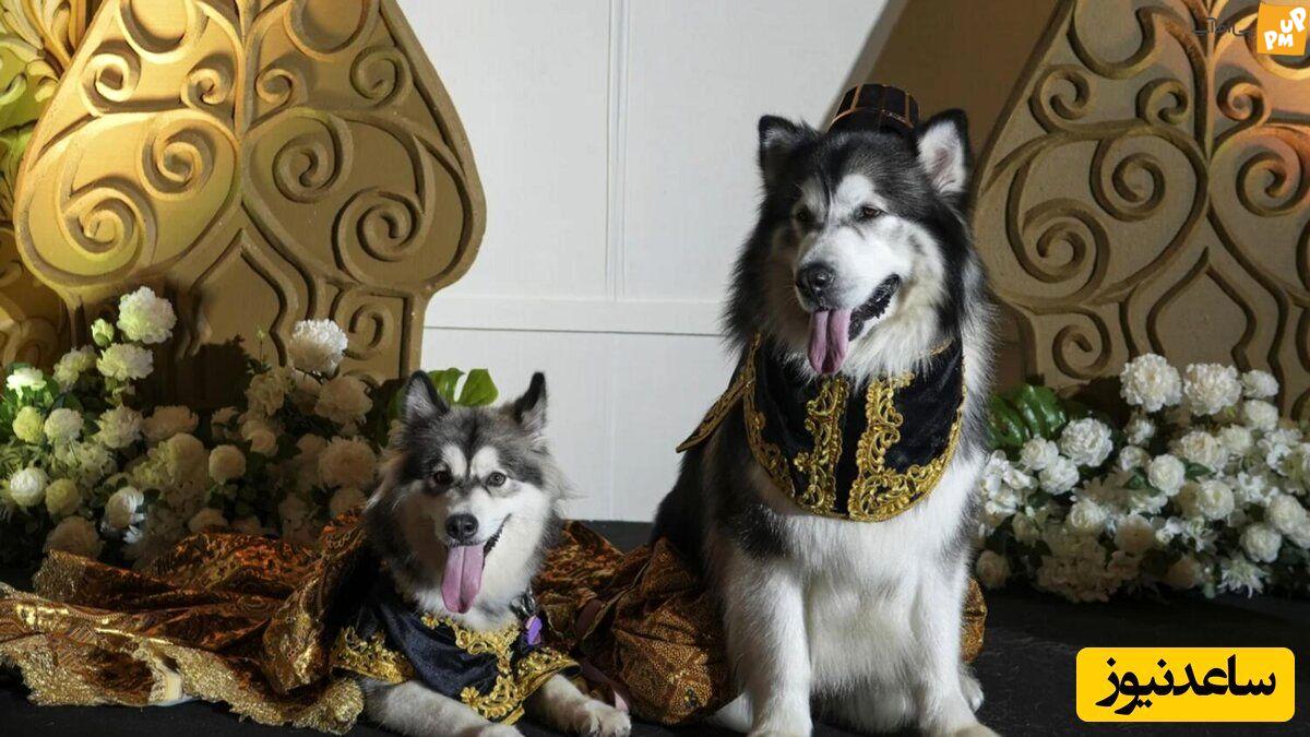 عروسی باورنکردنی و چند میلیاردی دو سگ + عکس