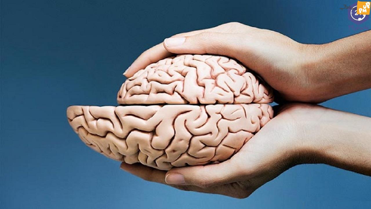 چگونه از سلامت مغز و حافظه خود اطمینان حاصل کنیم؟/۵نکته آسان که دانشمندان برای حفاظت از مغزشان انجام می دهند!