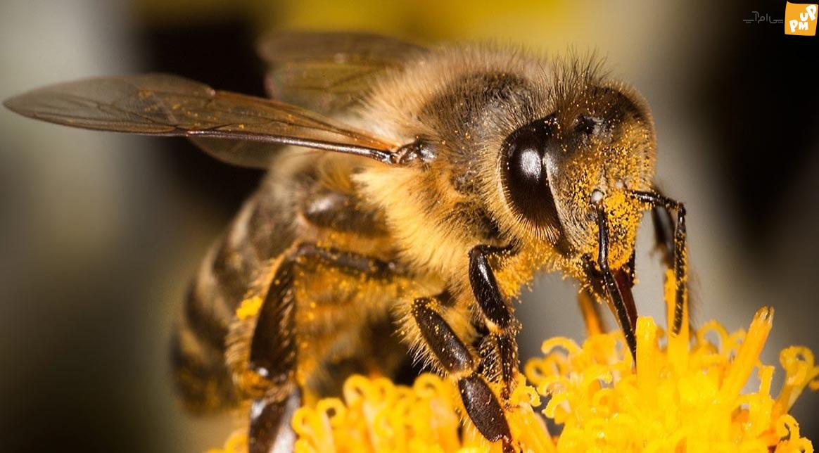 تصویری بی‌نظیر از نزدیکترین نمای زنبور عسل! | عکس