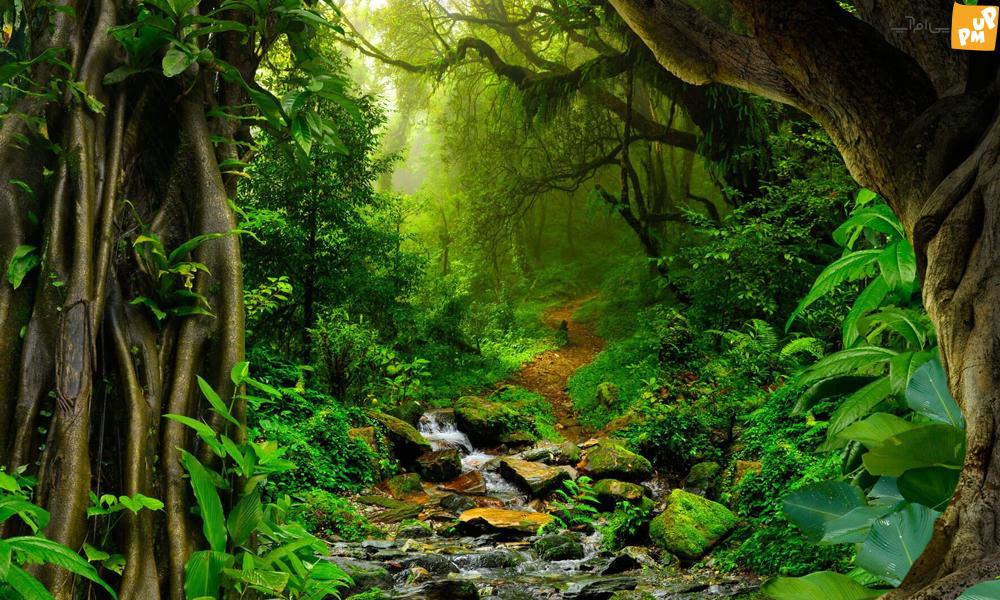 برنامه‌های جدید زیست‌محیطی برزیل برای کاهش جنگل‌زدایی در آمازون جواب داد!