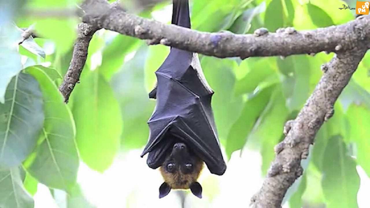 خفاش ها می توانند با سرطان مباره کنند!/جزئیات