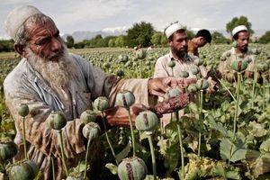 درآمد کشاورزان افغانستان از کشت تریاک سه برابر می شود
