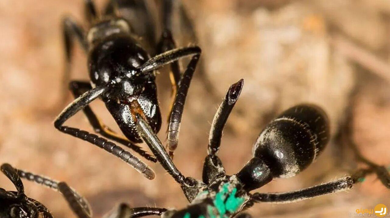 درمان مورچه ها! - اخبار آنلاین