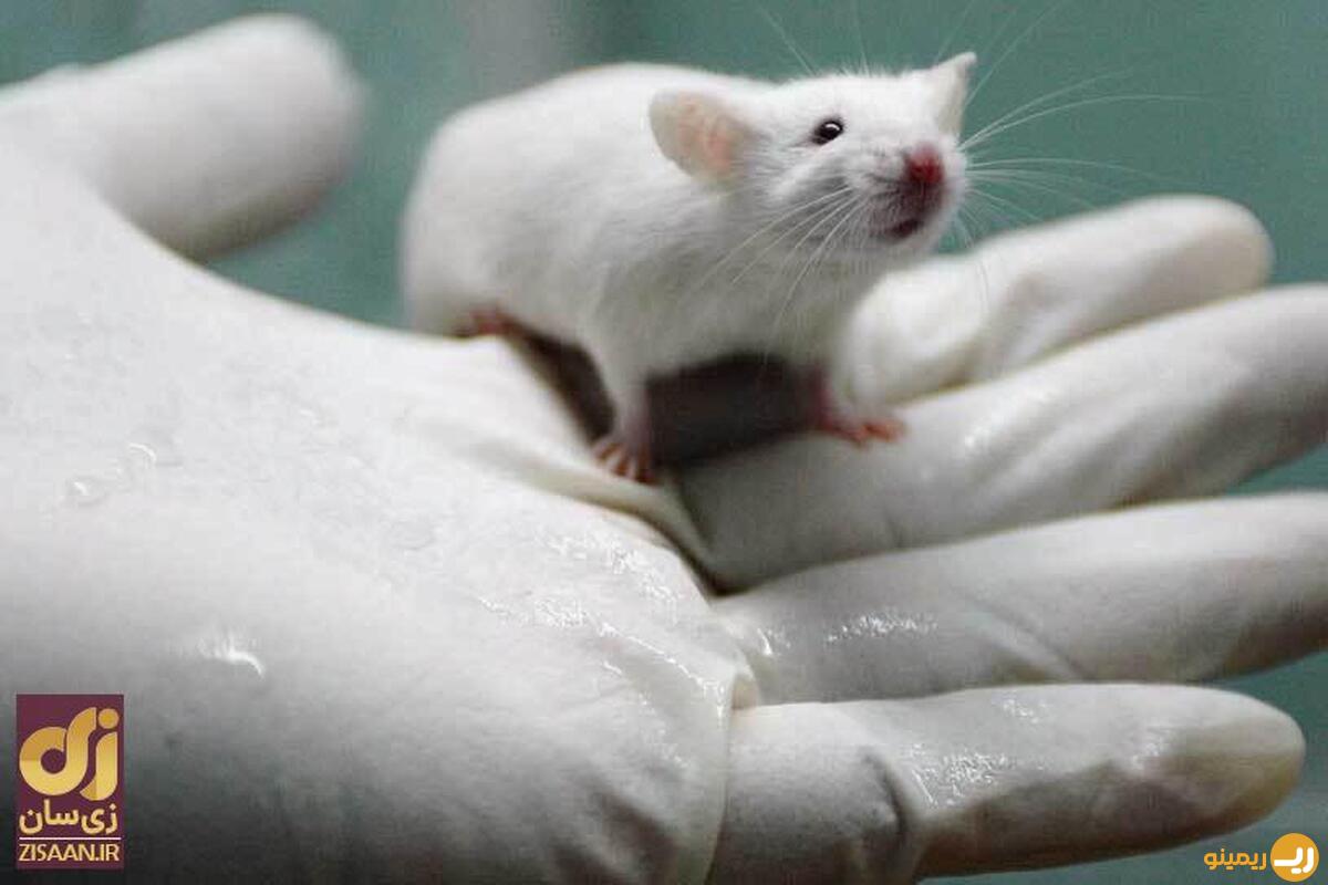 فرار عجیب سه موش آزمایشگاهی از قفس در چین و نگرانی در مورد انتشار ویروسی دیگر+ ویدیو