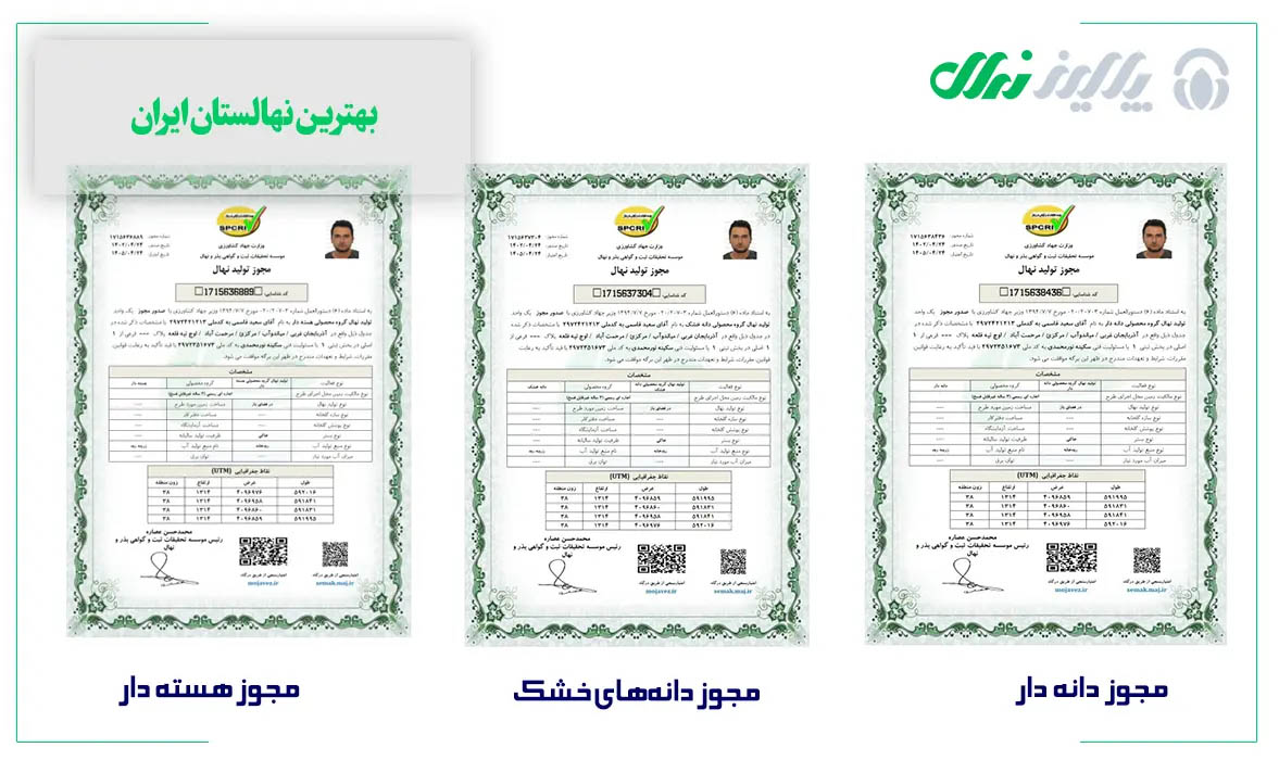 خرید نهال گردو پیوندی و برچسب دار 149000 تومان