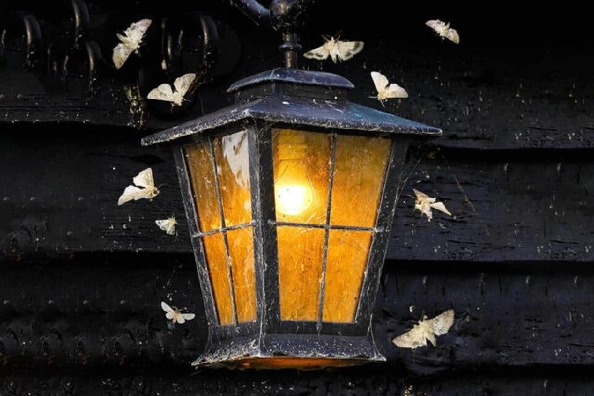 آلودگی نوری پروانه ها را تهدید می کند