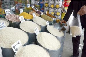 برنج ایرانی ارزان شد!