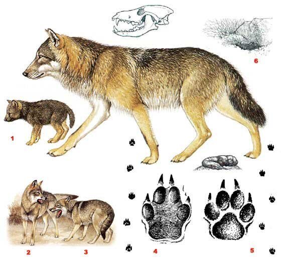 تفاوت گرگ، شغال و روباه را یک بار برای همیشه با نقاشی یاد بگیرید