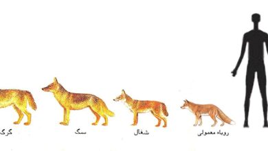 تفاوت گرگ، شغال و روباه را یک بار برای همیشه با نقاشی یاد بگیرید