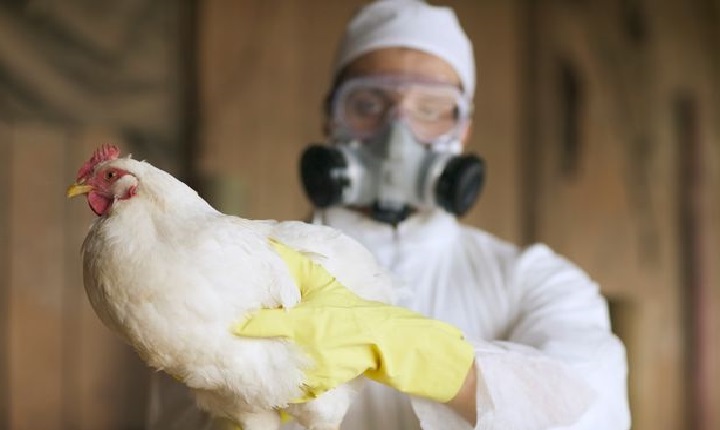 خطر انتقال ویروس آنفولانزای مرغی به انسان