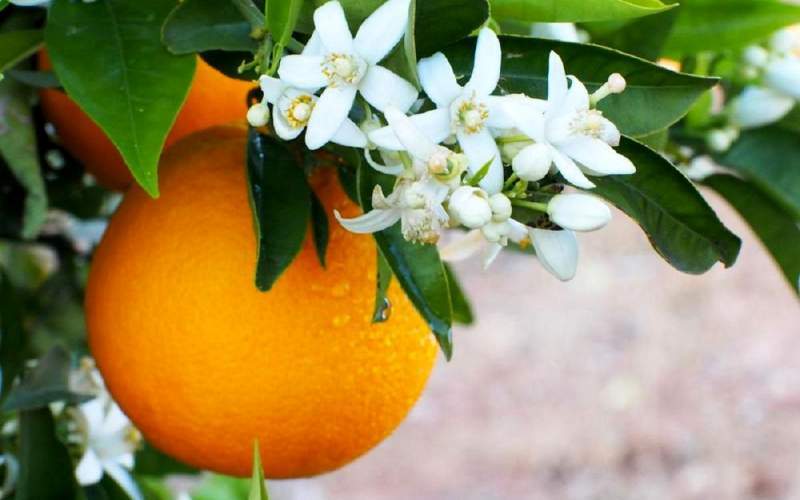 خواص عجیب آب پرتقال برای کاهش وزن و رفع گرما