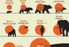 میانگین طول عمر پستانداران چقدر است؟ (+ اینفوگرافیک)