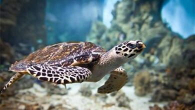 نگرانی برای لاک‌پشت‌های خلیج فارس/ تدوین شناسنامه برای ۵ جزیره مهم