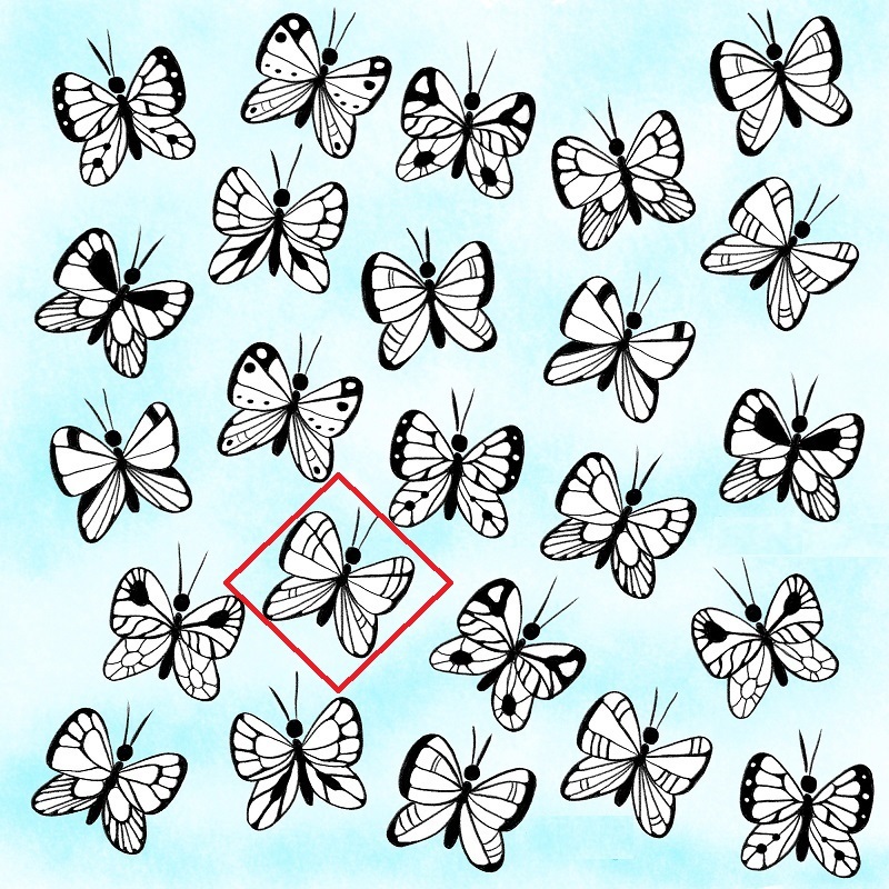 پروانه را با الگوی منحصر به فرد پیدا کنید (پازل تصویر)