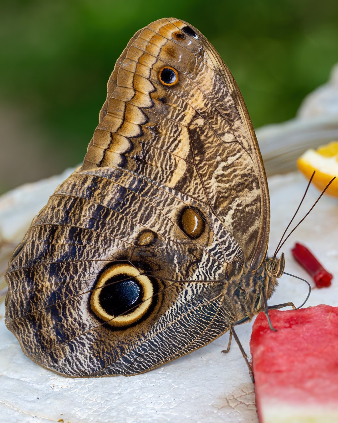 عکاسی ماکرو از پروانه جغد (عکس)