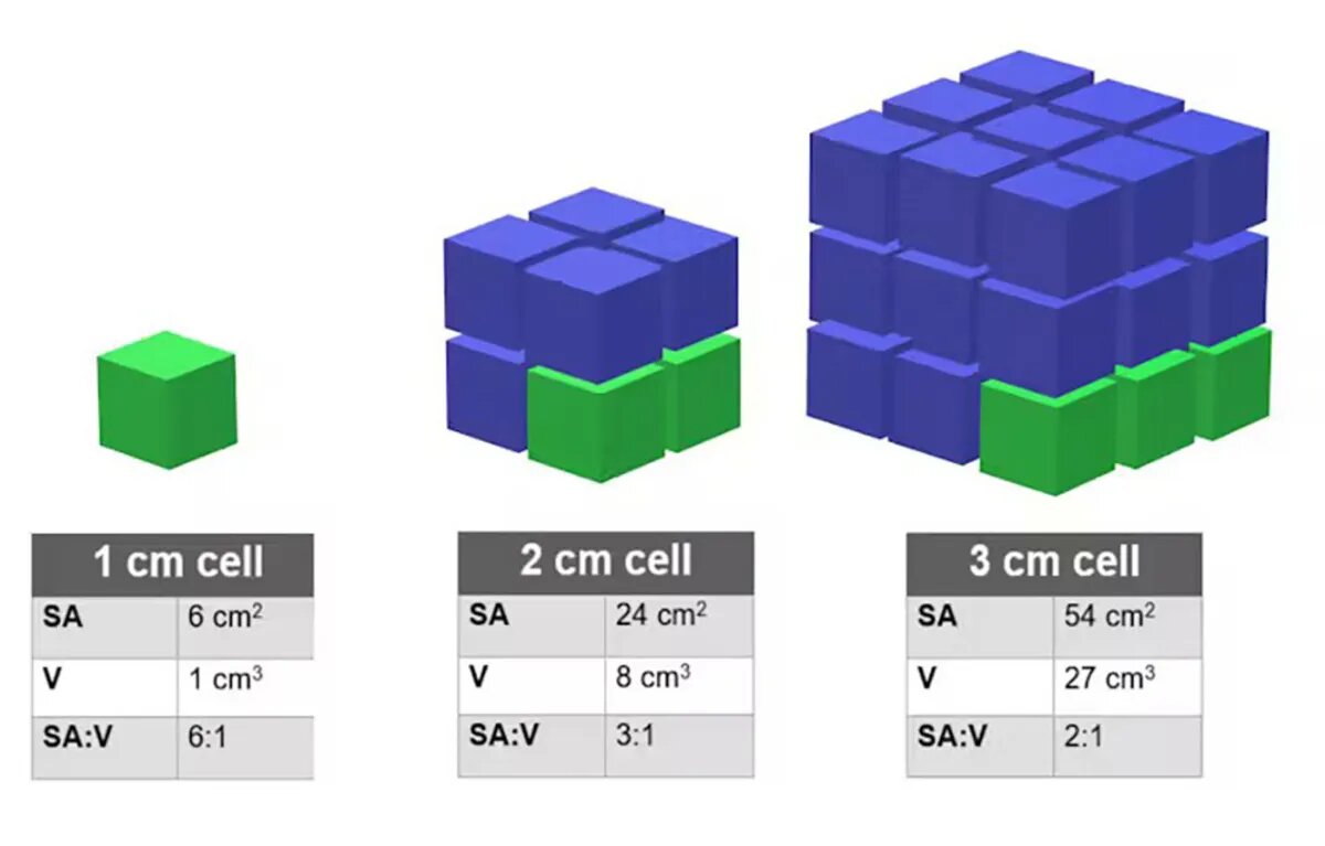 نسبت حجم و مساحت سلول ها