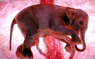 fetus-elephant.jpg