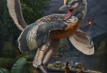 عکس چه رازی در فسیل پوست دایناسور پردار نهفته است؟