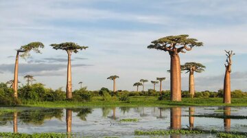 Baobab-.jpg