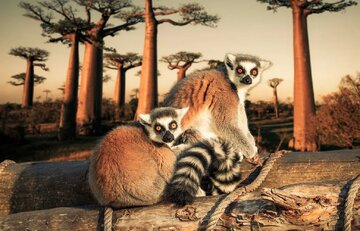 Lemur-and-baobab.jpg
