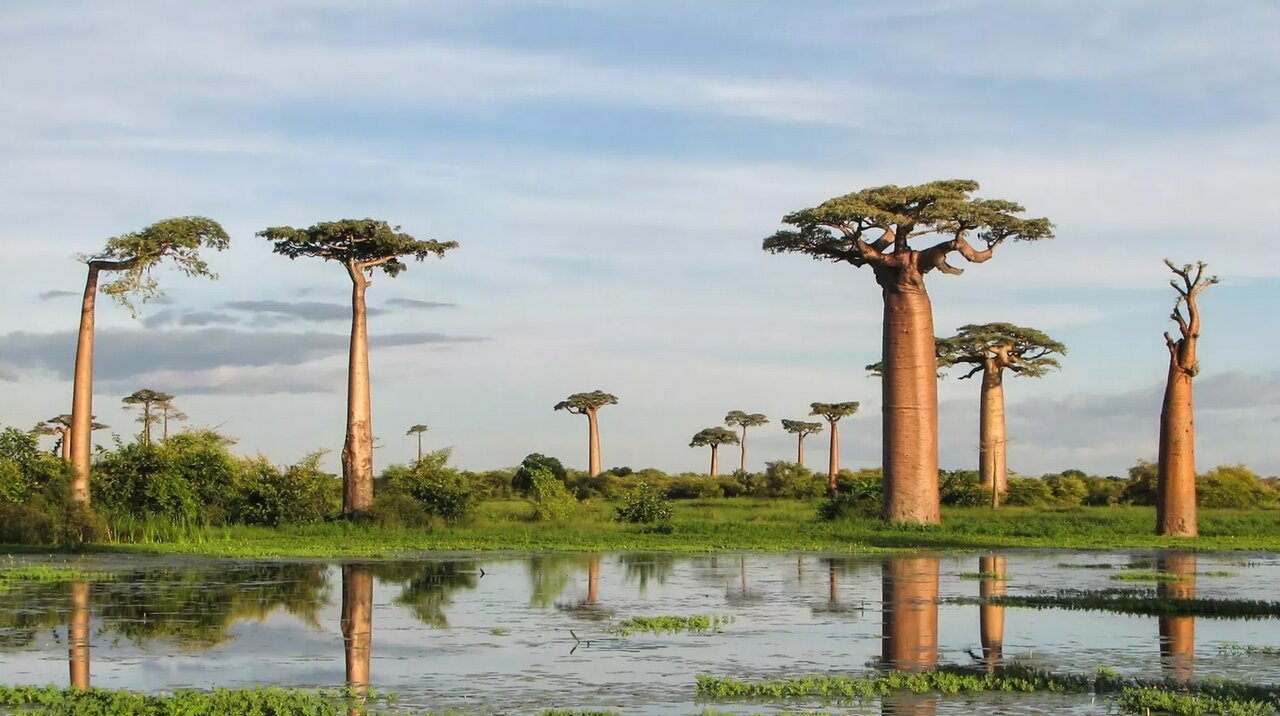 کشف رمز و راز بائوباب، درخت وارونه ای که از آفریقا تا استرالیا شنا کرد / عکس