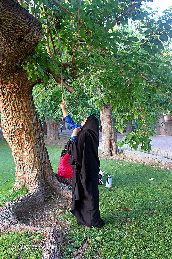 تصاویری جالب از چیدن توت از درخت‌های خیابان‌های تهران توسط مردم+ عکس