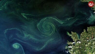 تصویر شگفت انگیز "گرداب باکتریایی مرگبار" در دریای بالتیک