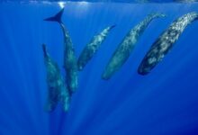 زبان نهنگ عنبر احتمالاً همانند انسان «الفبایی» است