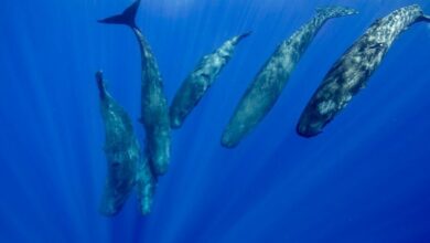 زبان نهنگ عنبر احتمالاً همانند انسان «الفبایی» است