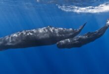 زبان نهنگ عنبر مانند زبان انسان "الفبایی" است (+ عکس)