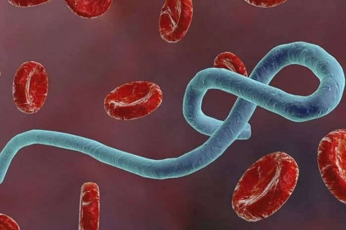 ساخت گونه ای جدید و بسیار خطرناک از ویروس ابولا توسط دانشمندان چینی
