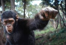 فیلم "پادشاهی سیاره میمون ها" در صدر آمار فروش در سراسر جهان قرار دارد. 129 میلیون دلار برای هفته اول