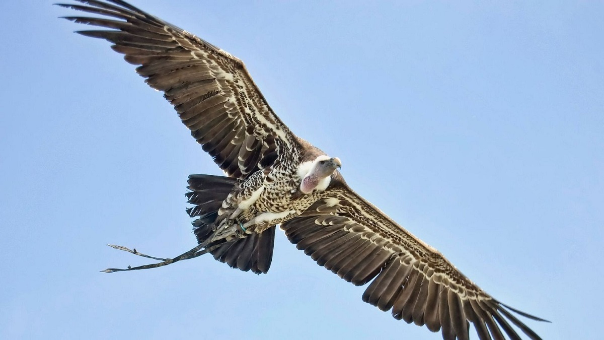 کدام پرنده رکورد جهانی بالاترین ارتفاع پرواز را دارد؟ (+عکس)