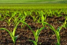 کشاورزی در خطر اپیدمی! مجلس به دنبال حل مشکل واردات نهاده‌های کشاورزی
