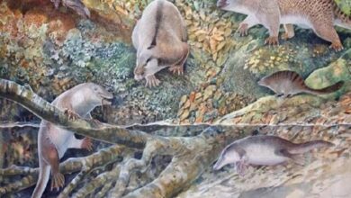 کشف فسیل ۱۰۰ میلیون ساله یک پستاندار تخم‌گذار در استرالیا