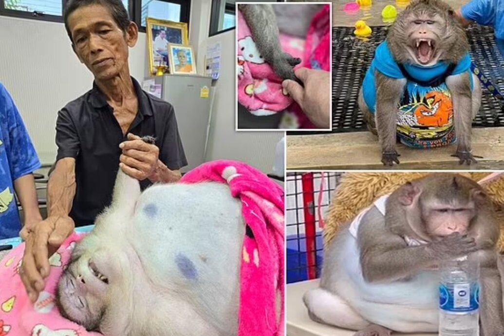 گودزیلای تایلندی بر اثر چاقی مرد/ عکس :: بازتاب آنلاین