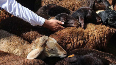 راهنمای خرید ارزان گوسفند زنده در تهران