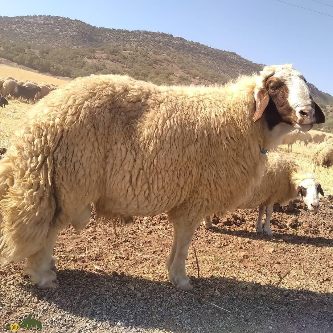 گوسفند سنجاب;  گوسفندی که فقط در کرمانشاه یافت می شود و قطری ها عاشق گوشت آن هستند!