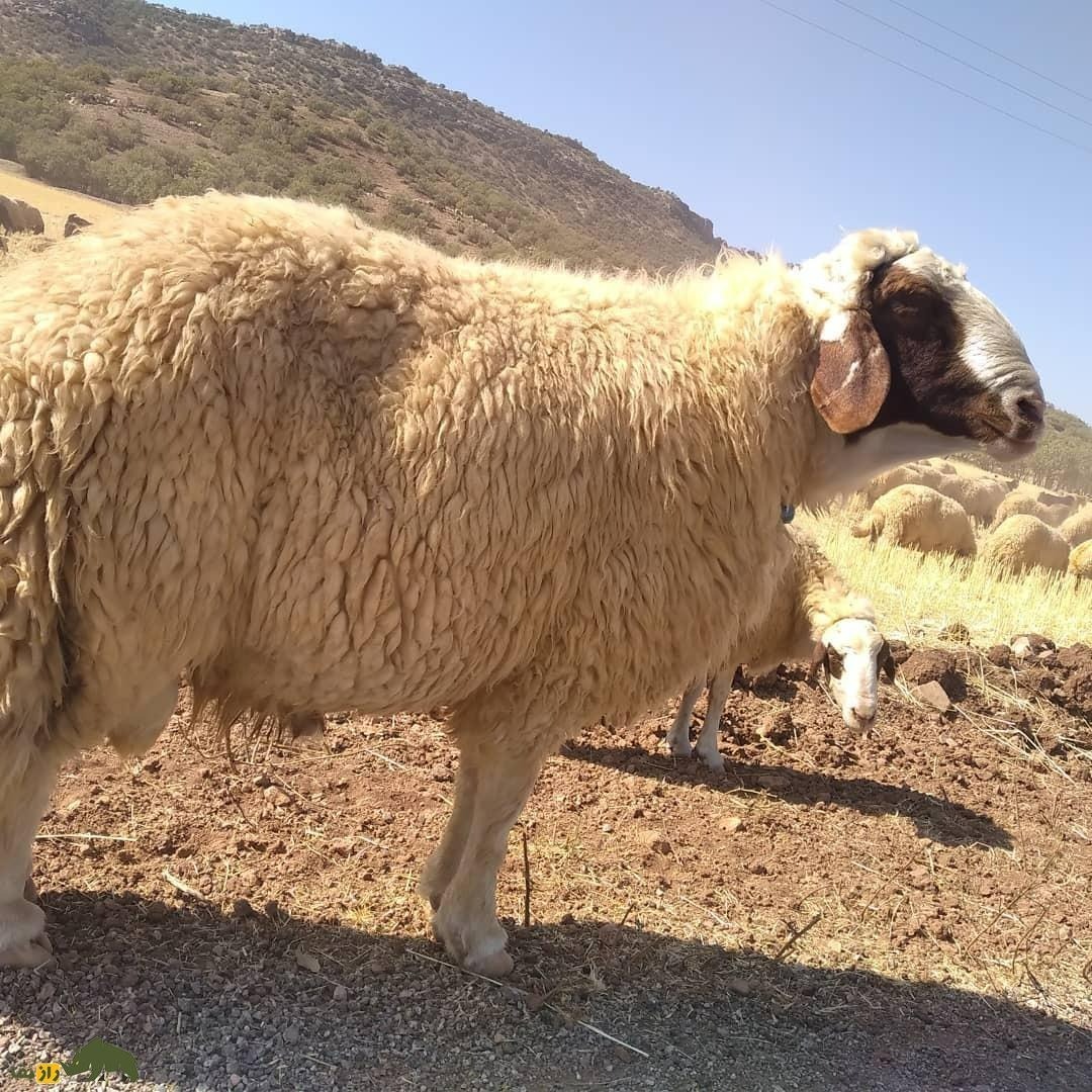 گوسفند سنجاب;  گوسفندی که فقط در کرمانشاه یافت می شود و قطری ها عاشق گوشت آن هستند!