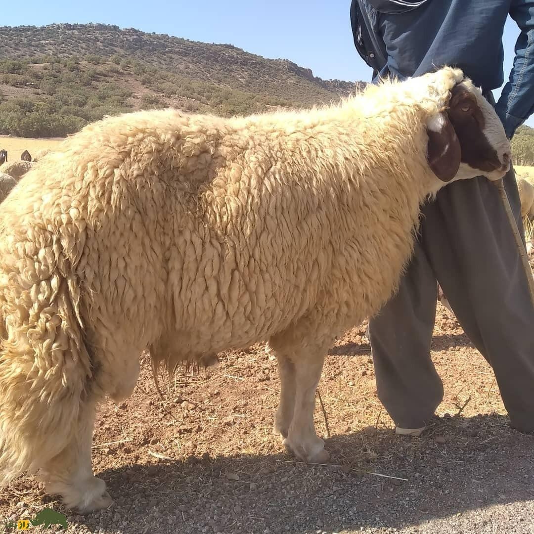 گوسفند سنجاب;  گوسفندی که فقط در کرمانشاه یافت می شود و قطری ها عاشق گوشت آن هستند!