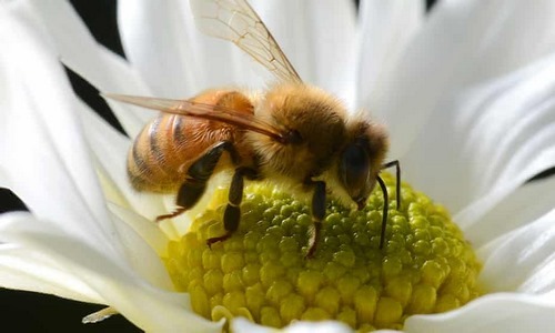 نیش زدن زنبور عسل به انسان خطرناک است؟