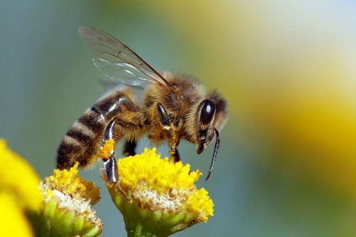 نیش زدن زنبور عسل به انسان خطرناک است؟