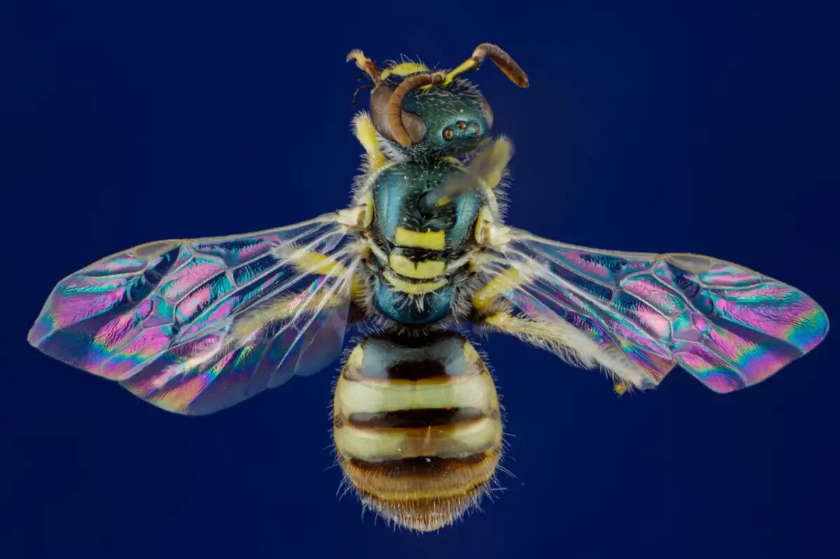 زنبور عسل Nomioides
