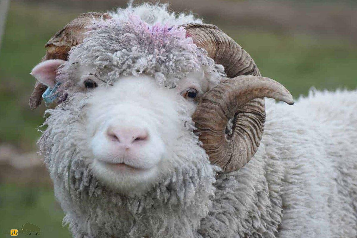 گوسفند مرینو؛ گوسفندی به قیمت الماسی که صادر شده است!